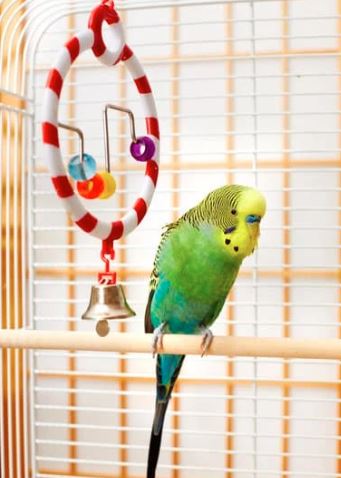 Keep Budgie Happy
